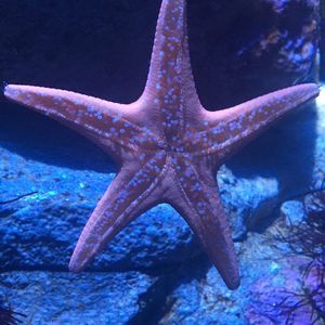 Meet your Posher, Ciara